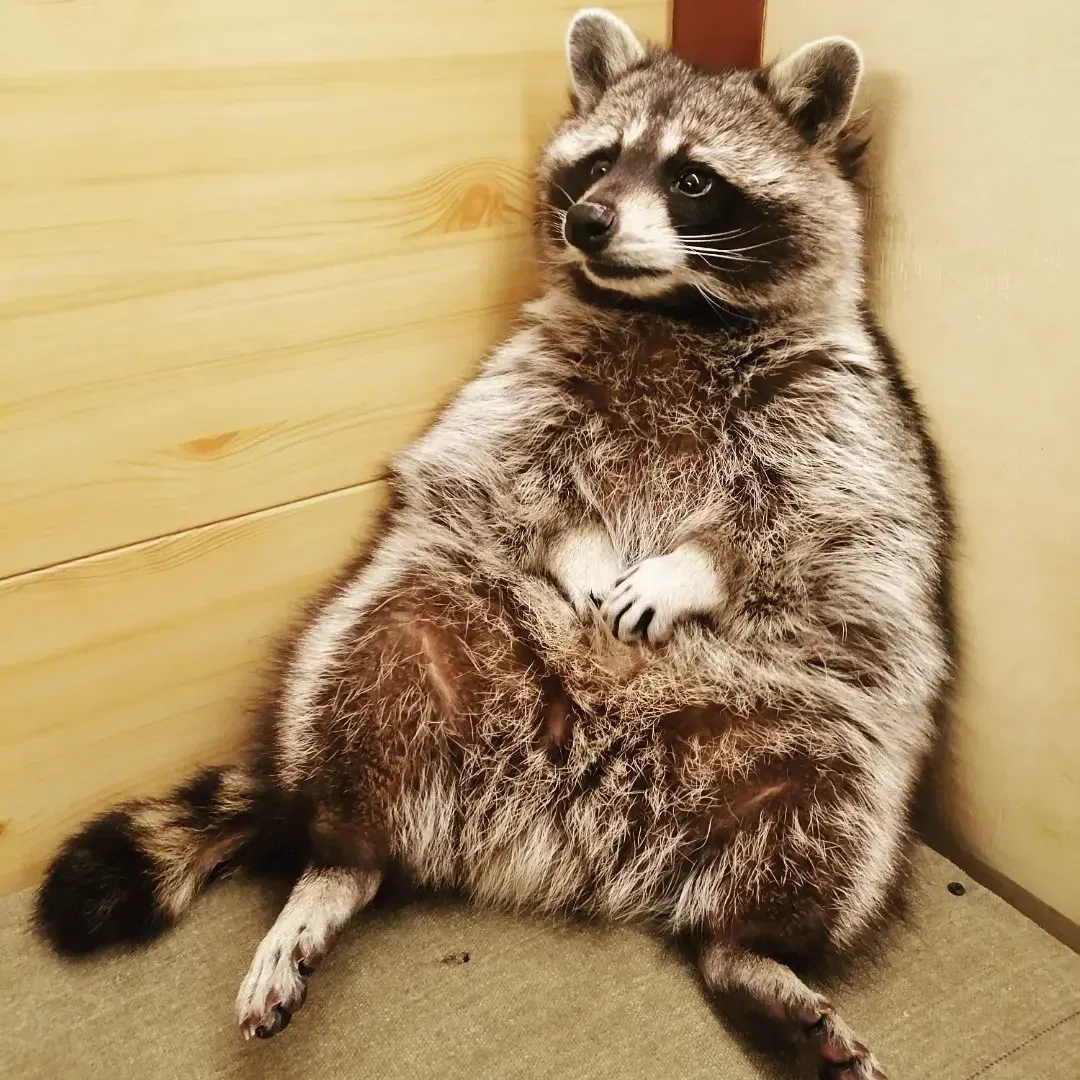 Выставка енотовТут енот - Фото 2