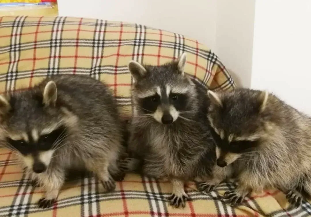 Выставка енотовТут енот - Фото 3