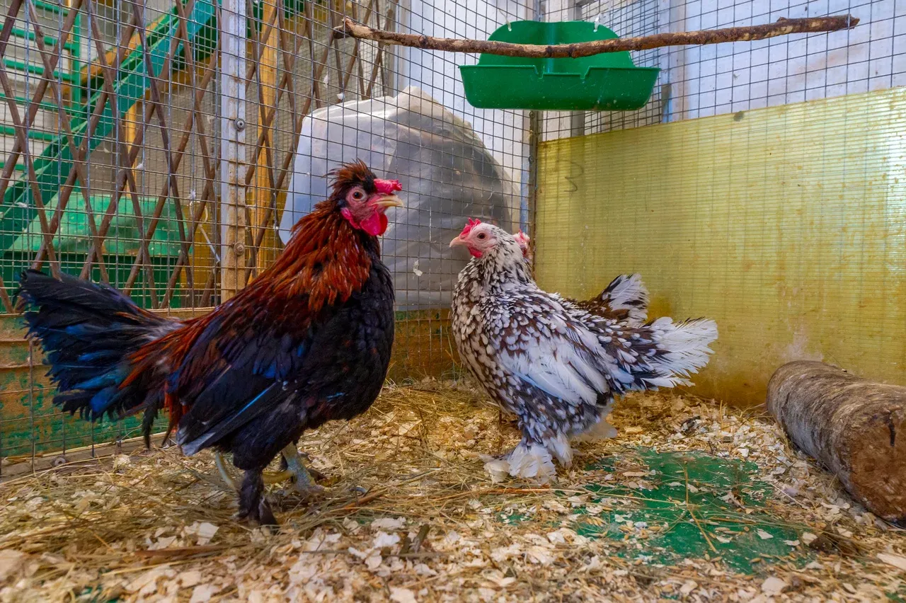 Контактный зоопарк ZOO-mini - Фото 1