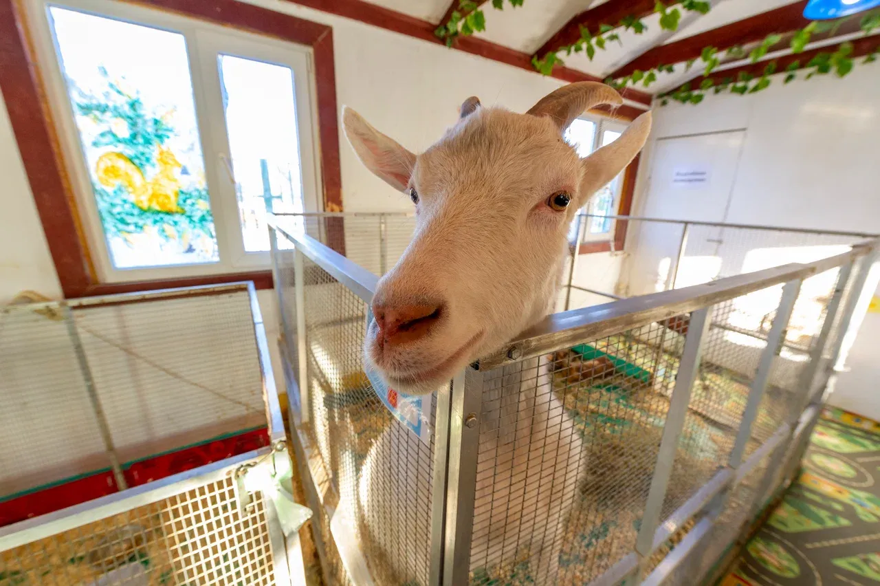 Контактный зоопарк ZOO-mini - Фото 2