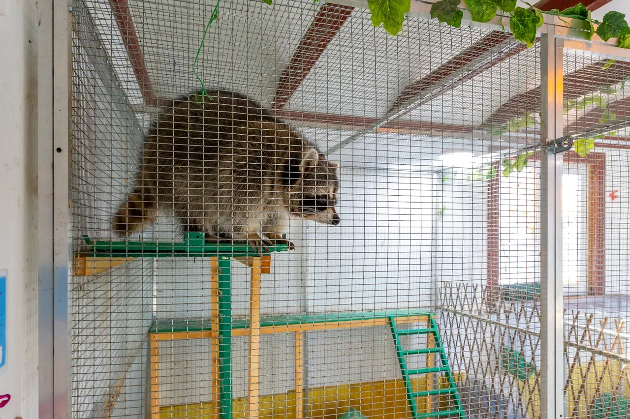 Контактный зоопарк ZOO-mini - Фото 3