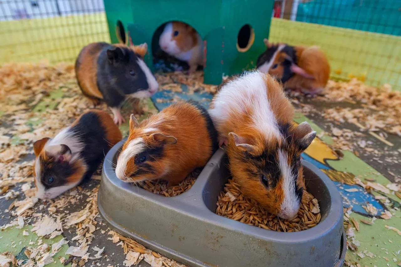 Контактный зоопарк ZOO-mini - Фото 4