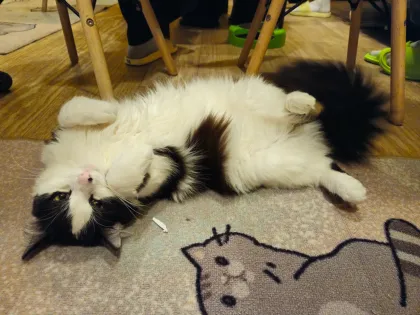 Котокафе "Котофейня"