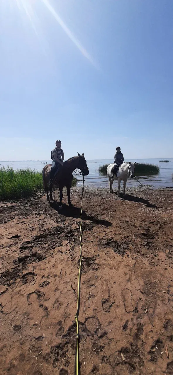 Конная лахта - Фото 6