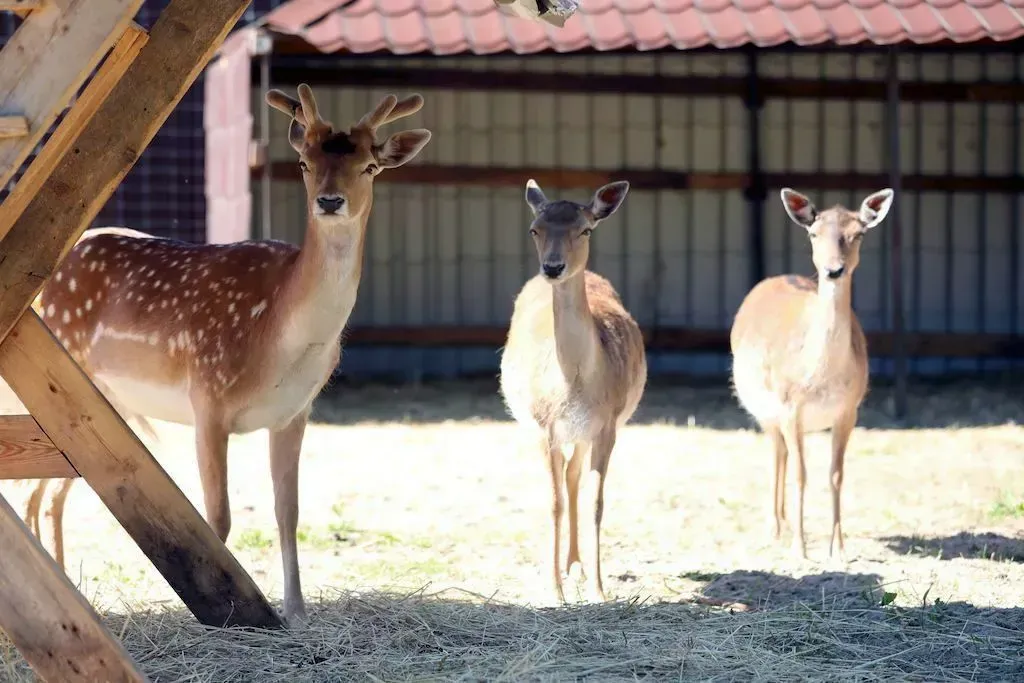 загородный комплекс Лесные Пруды - Фото 4