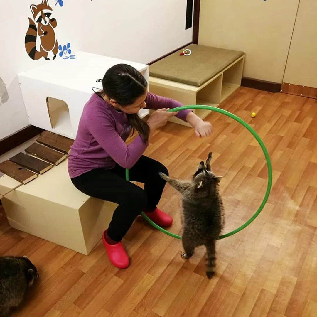 Выставка енотовТут енот - Фото 6